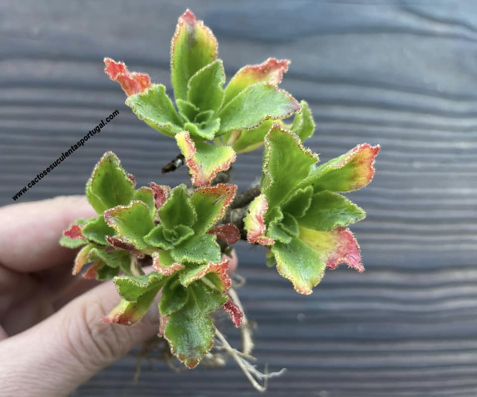 Aeonium smithii cluster 
