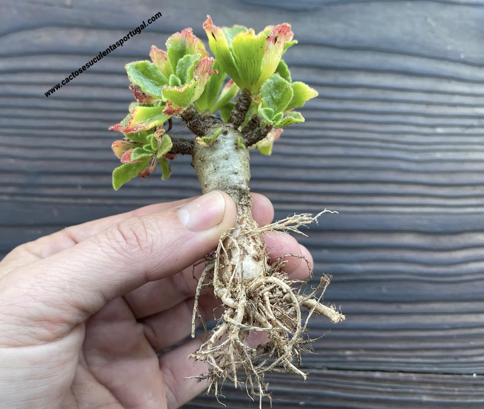 Aeonium smithii cluster 