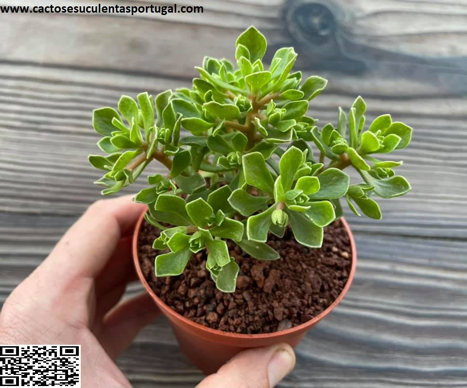 Aeonium spathulatum