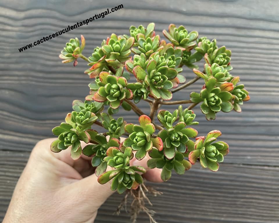 Aeonium sedifolium x spathulatum,