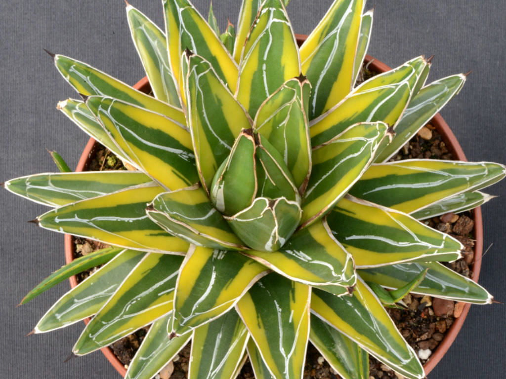Agave Victoria Reginae f. variegated "Golden Princess"