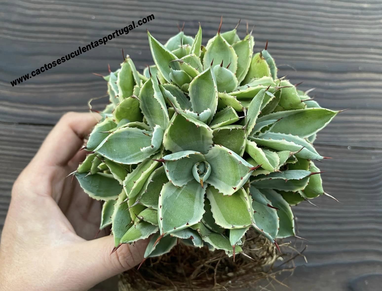 Agave Potatorum Sorte Kichijokan marginata, extra verzweigt