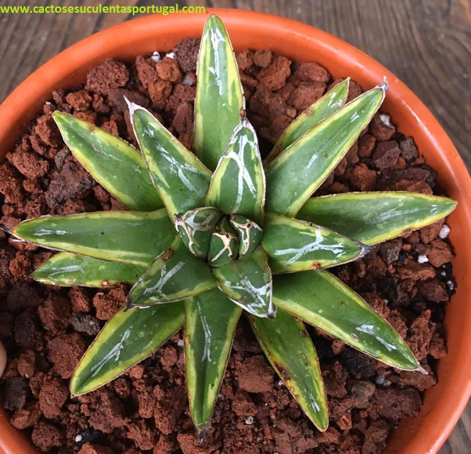 Agave Victoria Reginae f. variegated Golden Princess