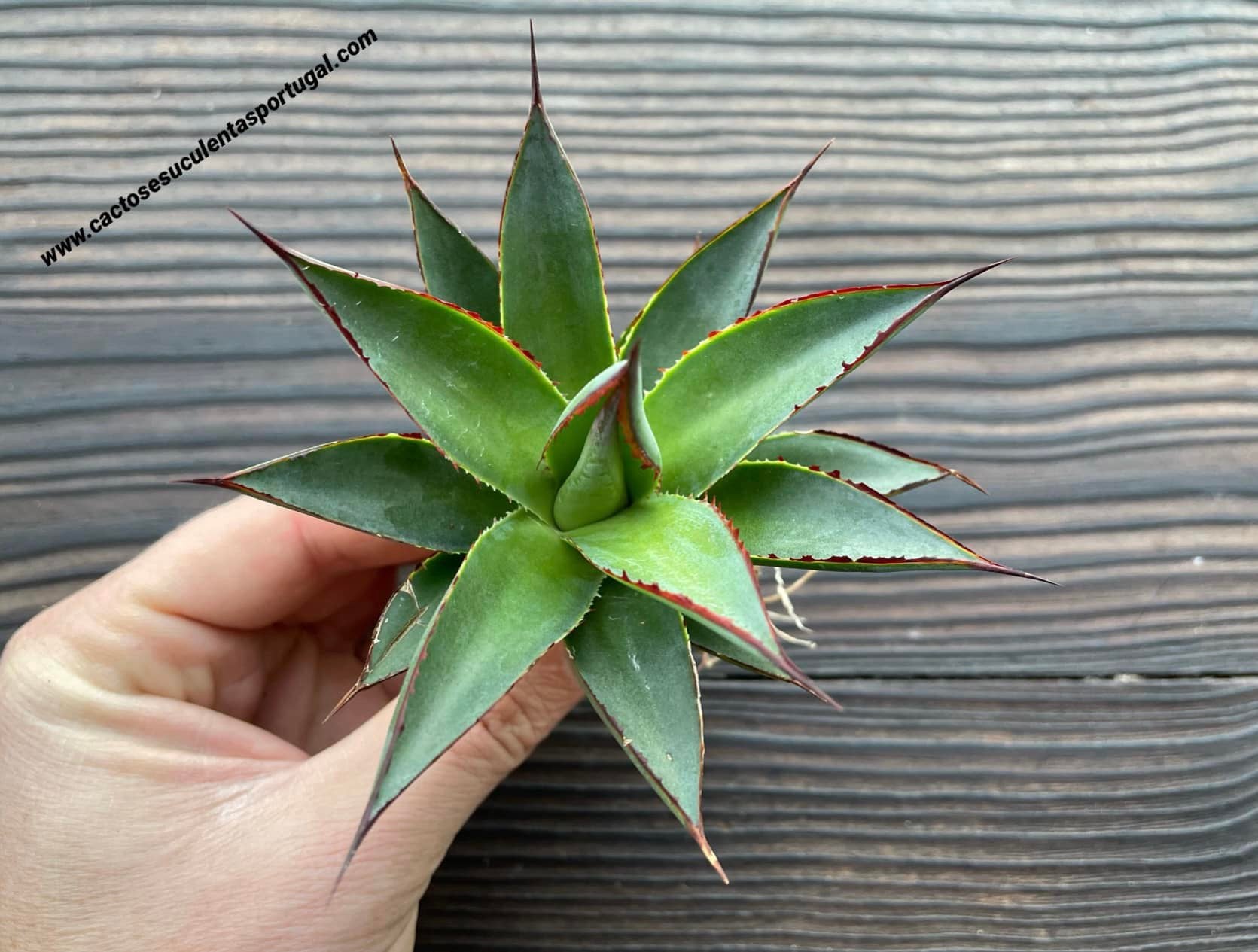 Agave 'Blue Glow'