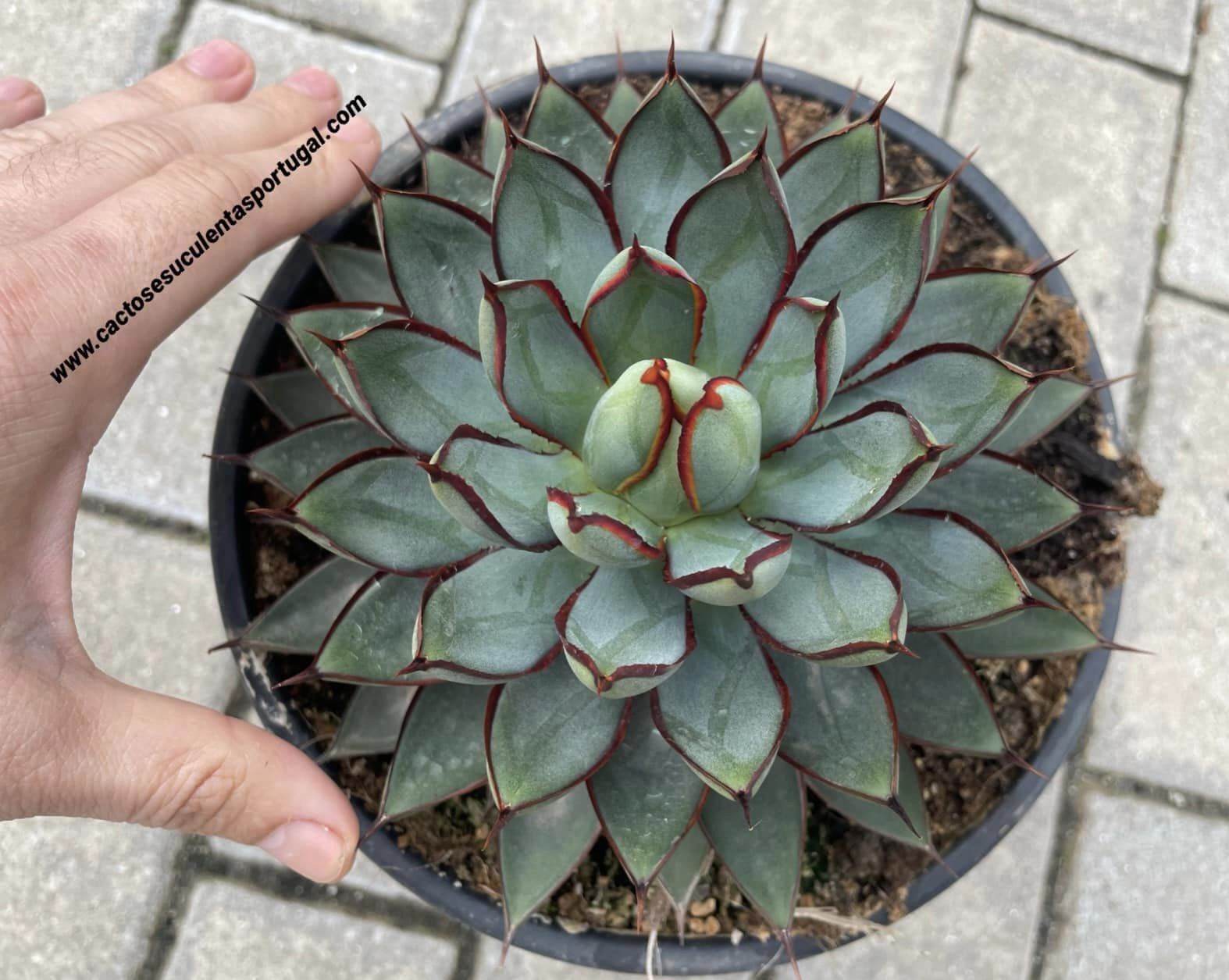 Agave 'Burnt Burgundy'