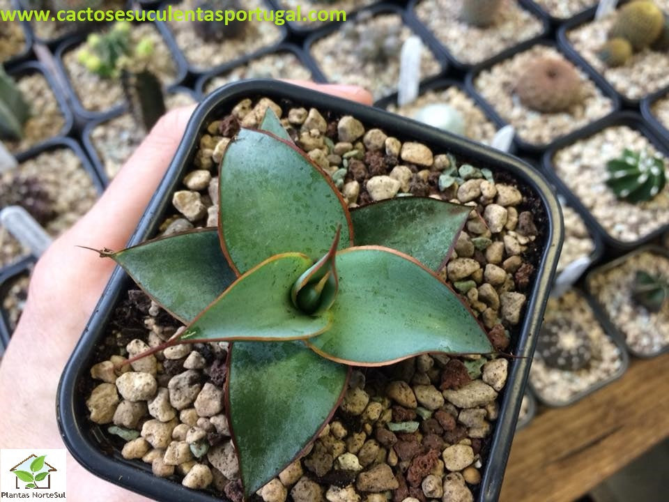 Agave Impressa