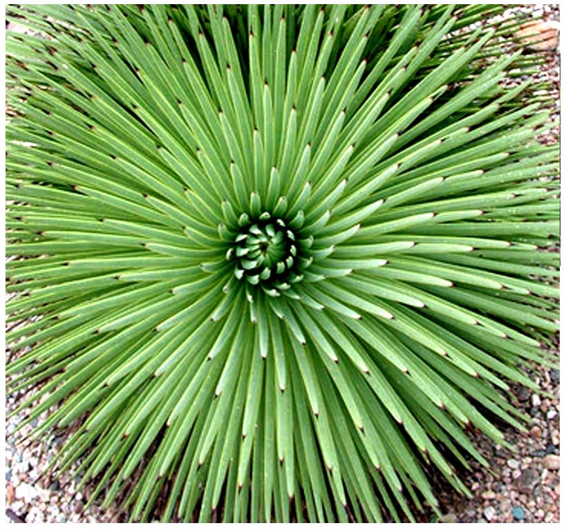 Agave stricta 'Nana'