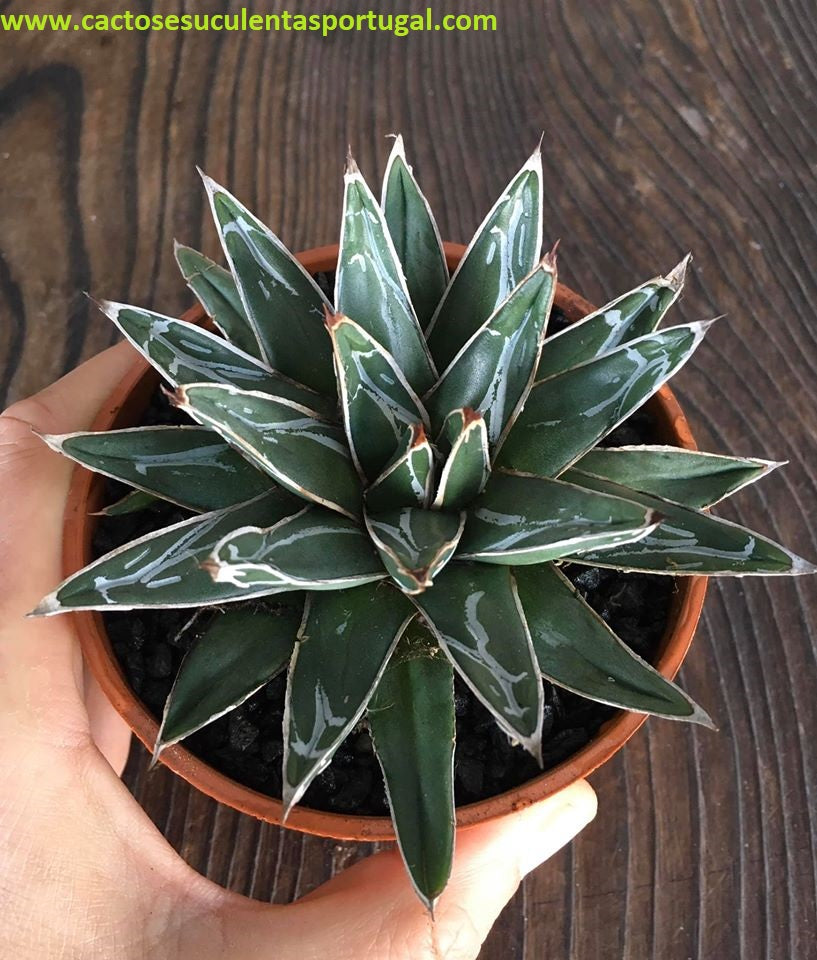 Agave Victoriae Reginae 