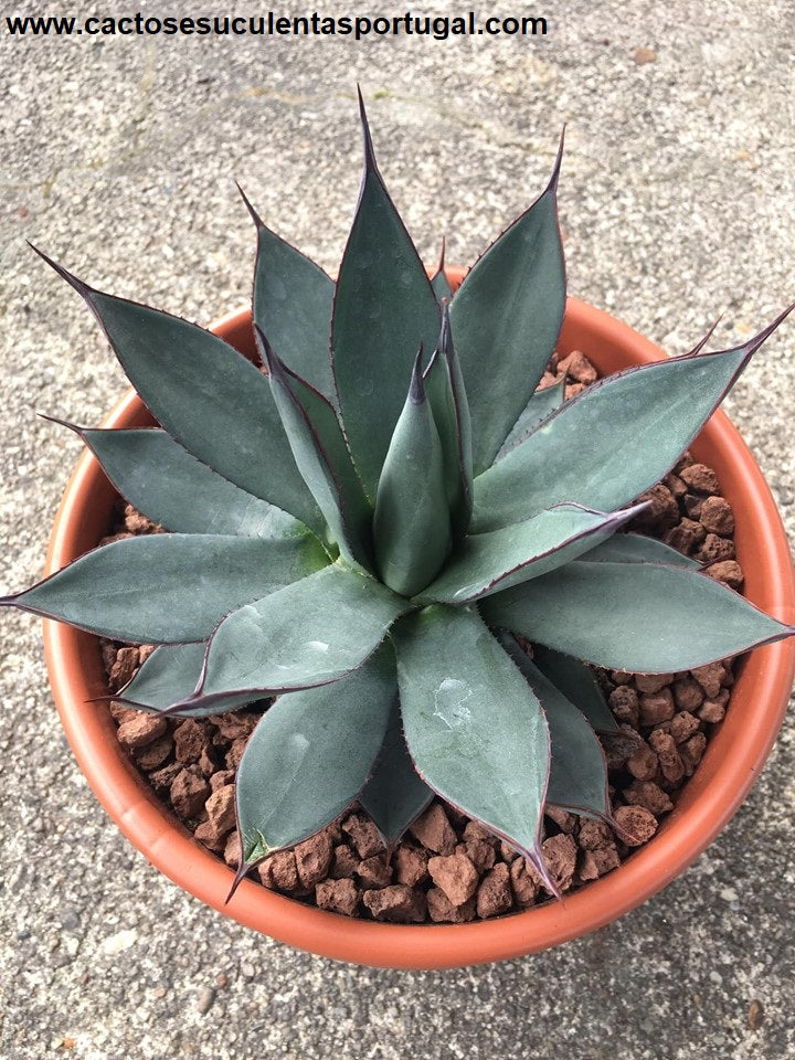 Agave bracteosa blue
