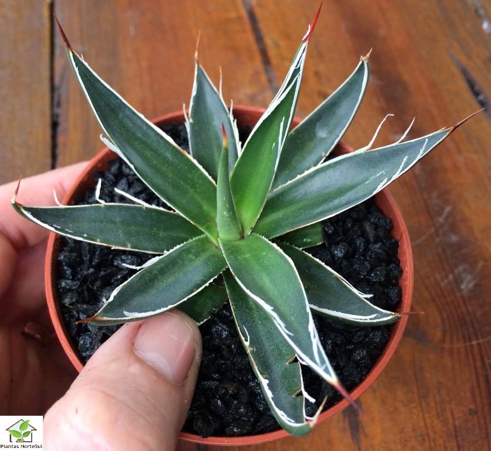 Agave filifera compacta