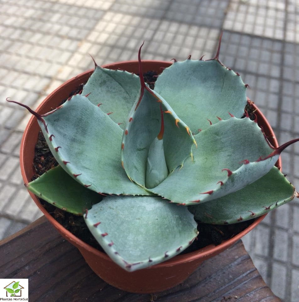 Agave parryi truncata, vaso 10cm