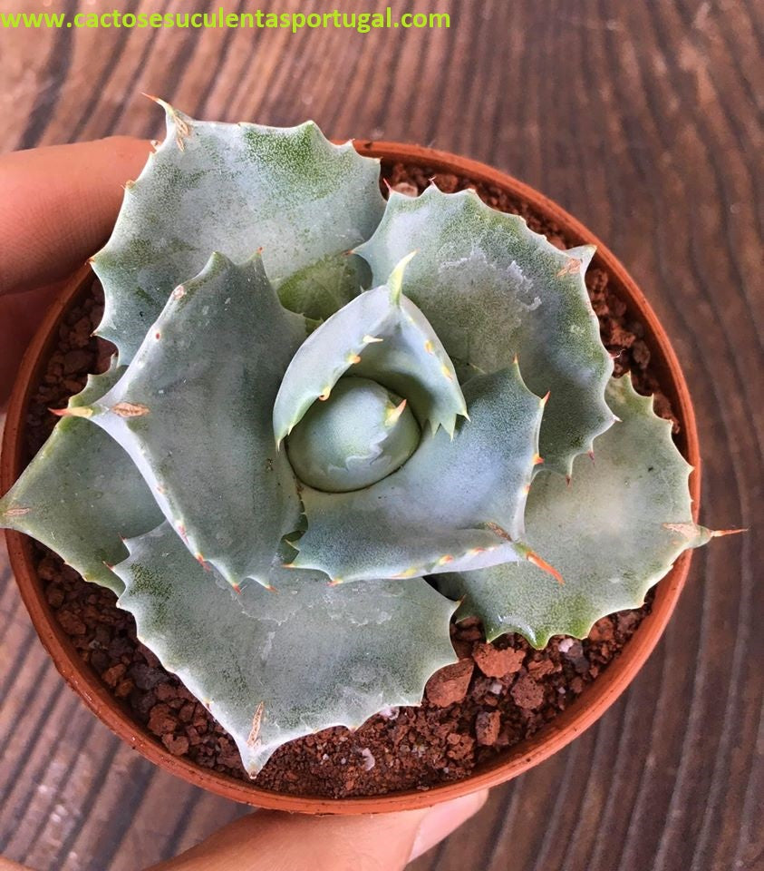 Agave potatorum cv. shoji-raijin