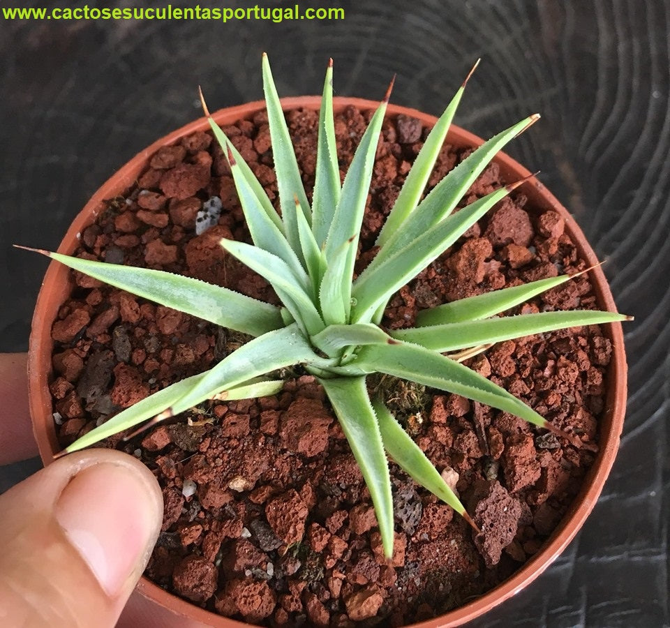 Agave stricta Nana