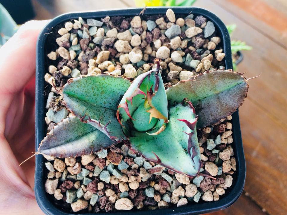 Agave titanota Black and Blue, Blue Ball
