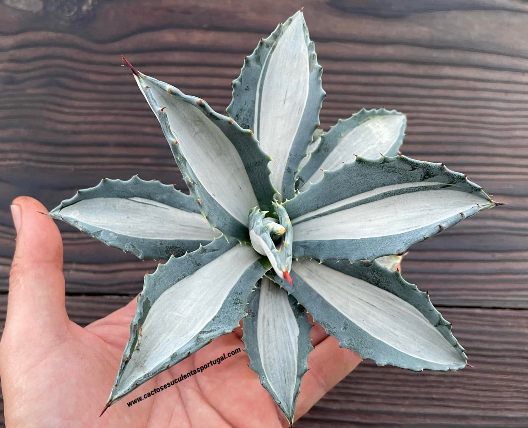 Agave americana 'Mediopicta Alba'