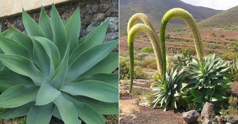 Agave attenuata 