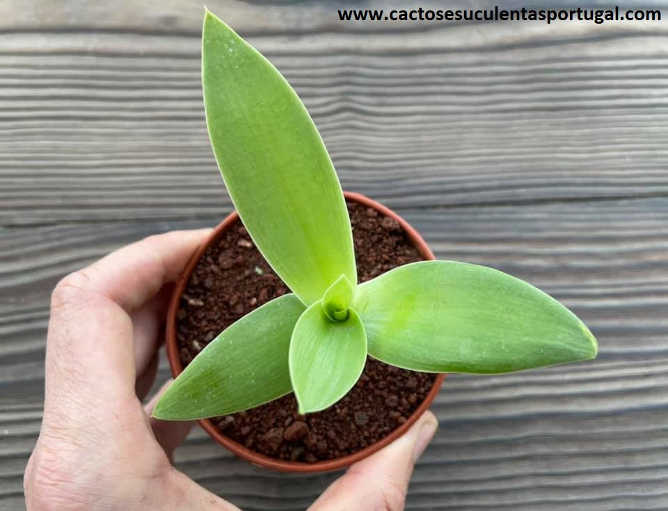 Agave attenuata 