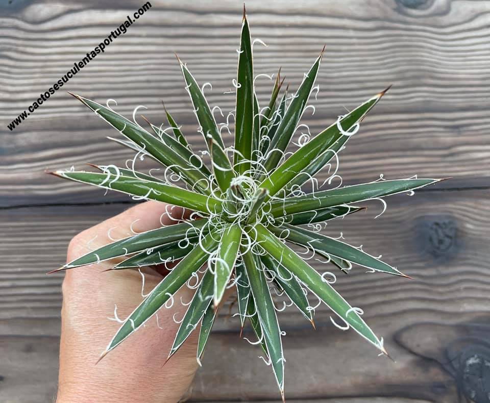 Agave filifera 'Leopoldii'
