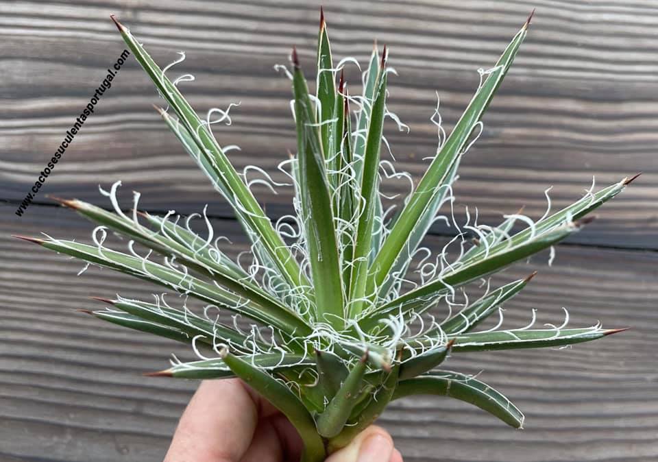 Agave filifera 'Leopoldii'