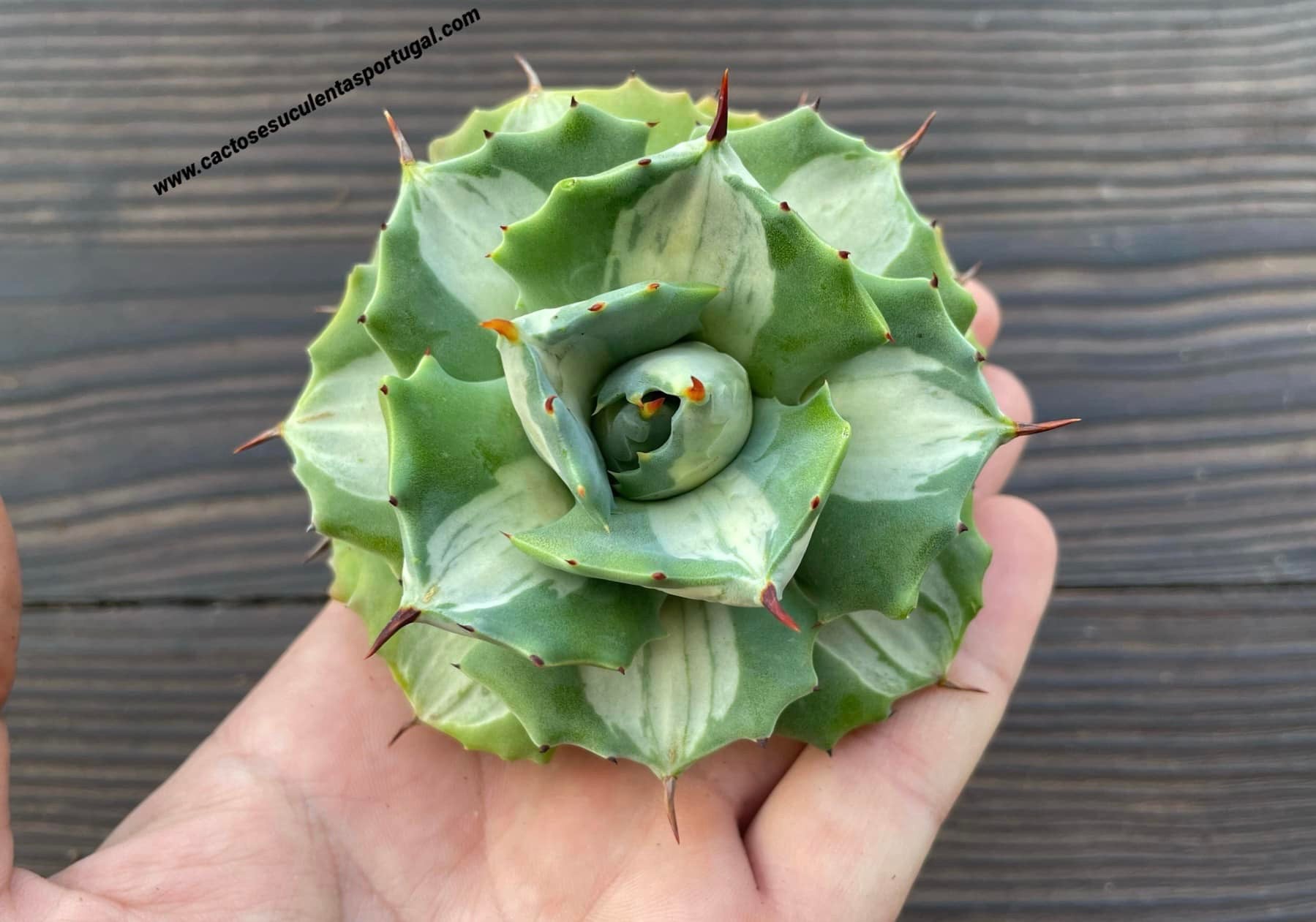 Agave isthmensis 'Ohi Raijin Shiro Nakafu' variagata