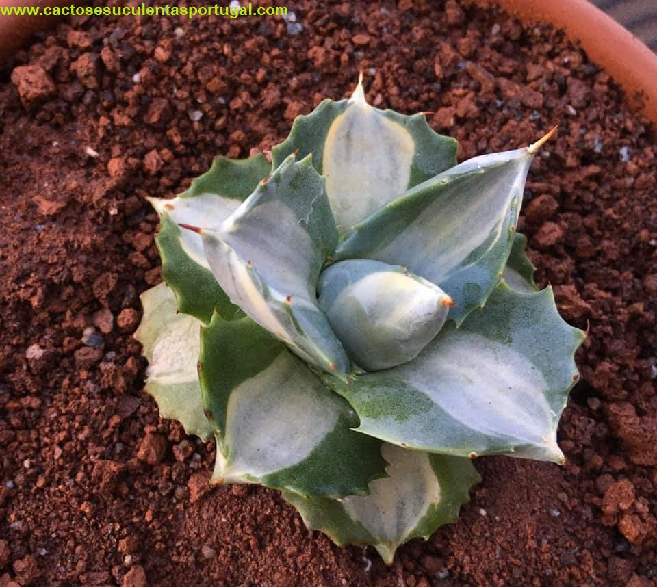 Agave isthmensis 'Ohi Raijin Shiro Nakafu' Variegata