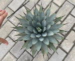Agave macroacantha (Black-Spined Agave)