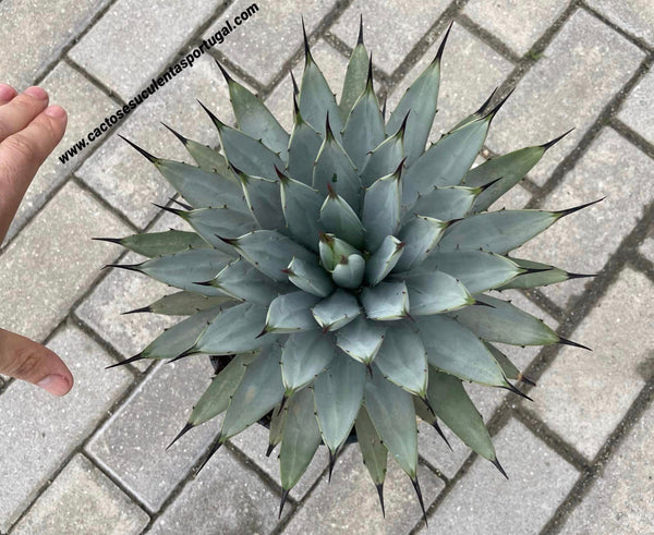 Agave macroacantha (Black-Spined Agave)