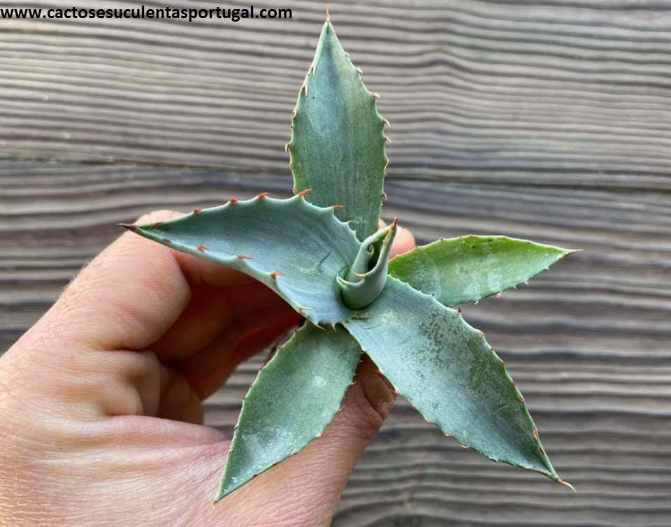 Agave parrasana