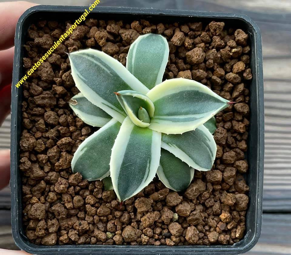 Agave parryi patonii variegata