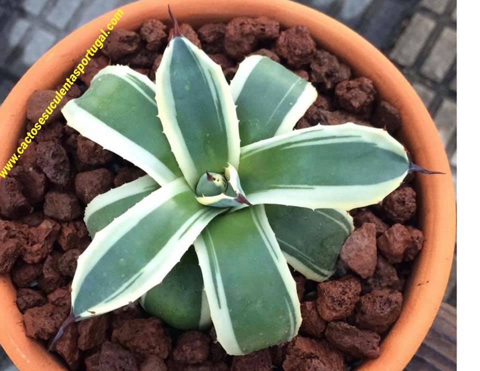 Agave parryi patonii variegata