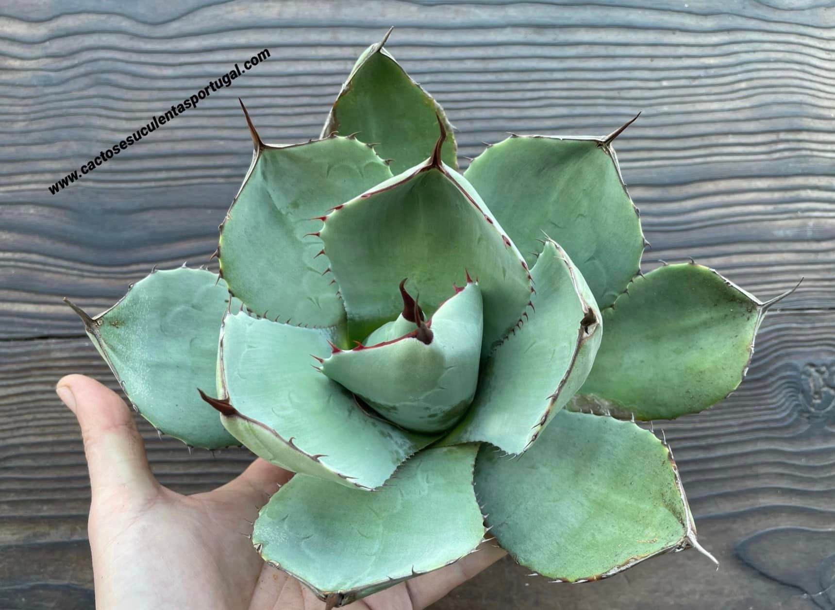 Agave parryi var. truncata