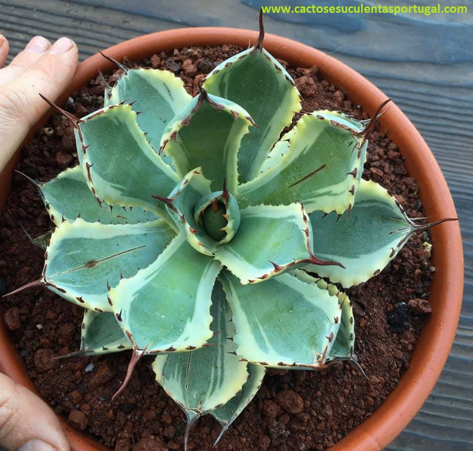 Agave Potatorum cv. Kichijokan marginata