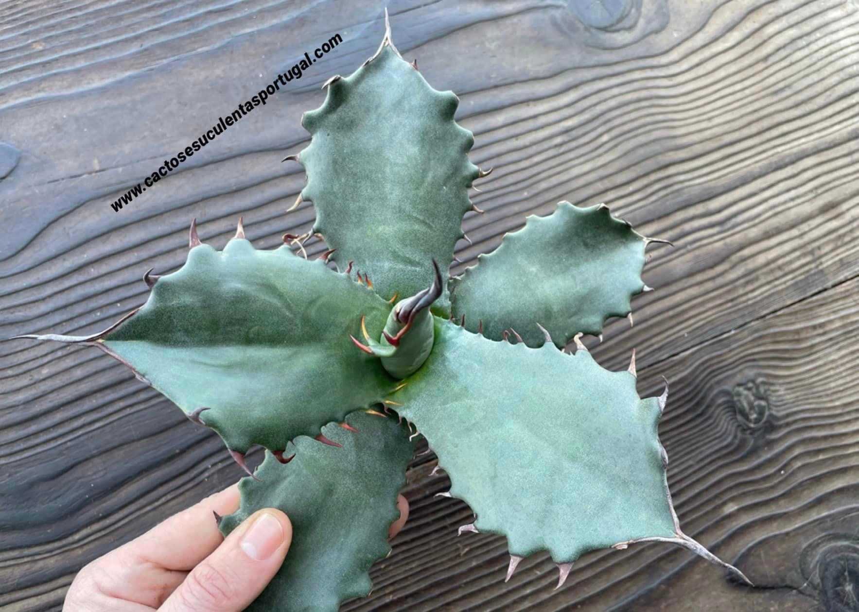 Agave salmiana var. ferox II