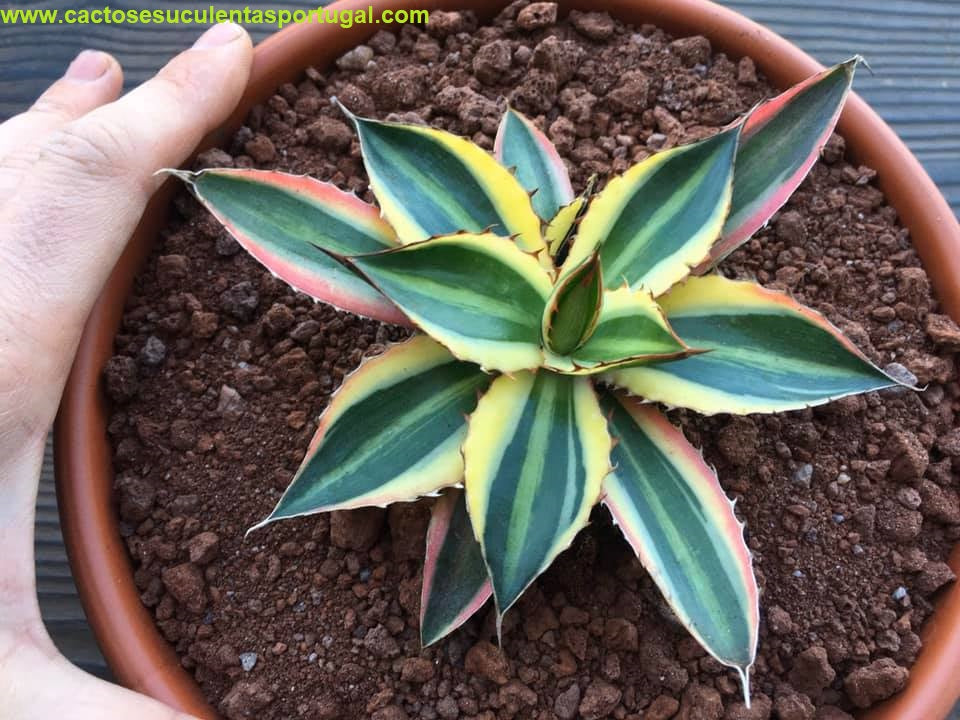 Agave univittata var. lophantha f. quadricolor