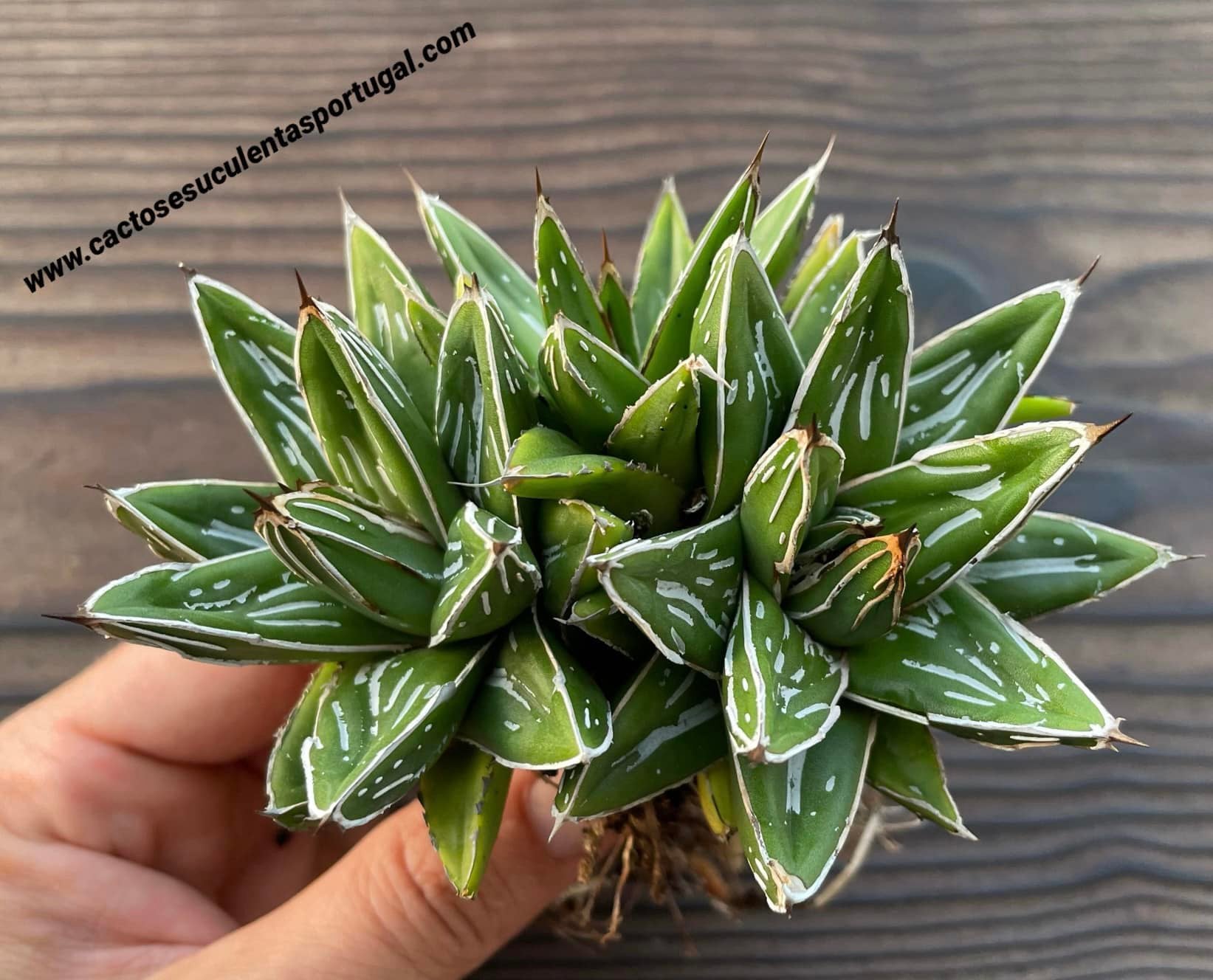Agave victoriae-reginae form. cluster