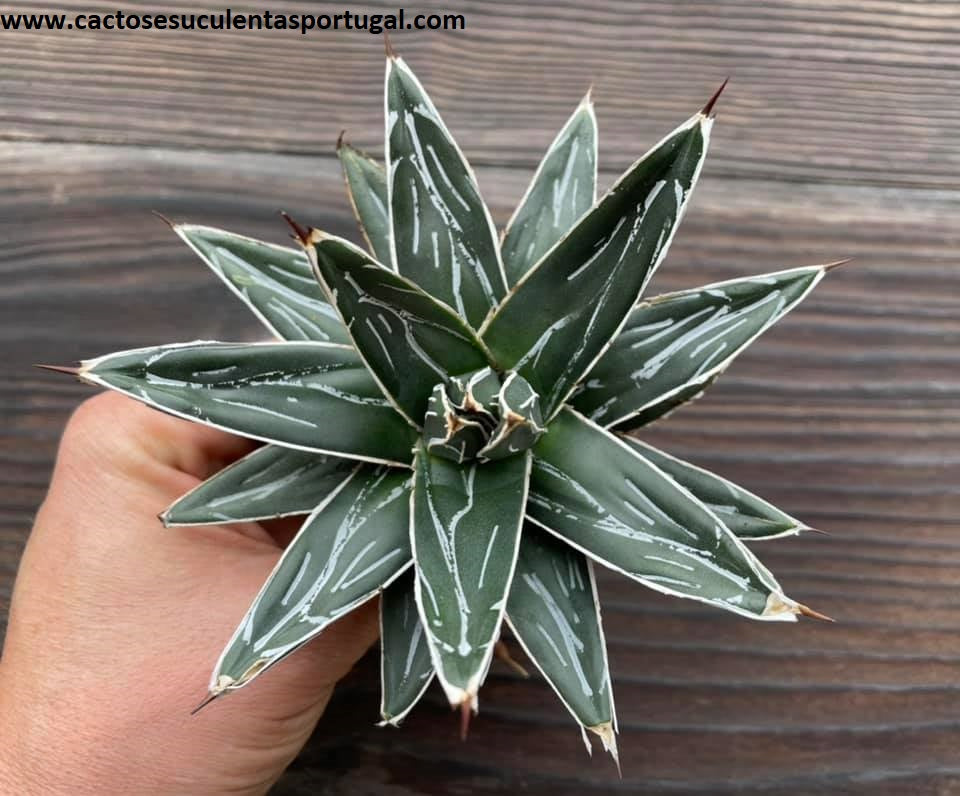 Agave victoriae reginae