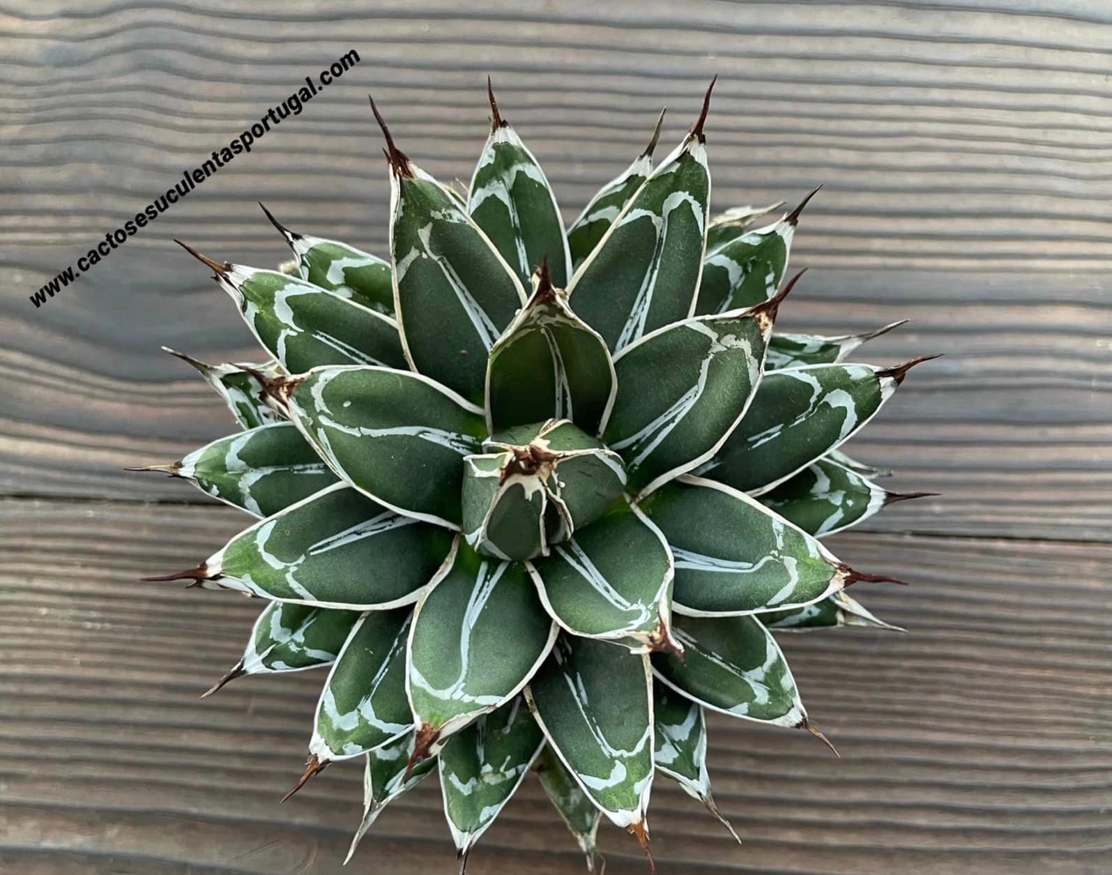 Agave victoria reginae