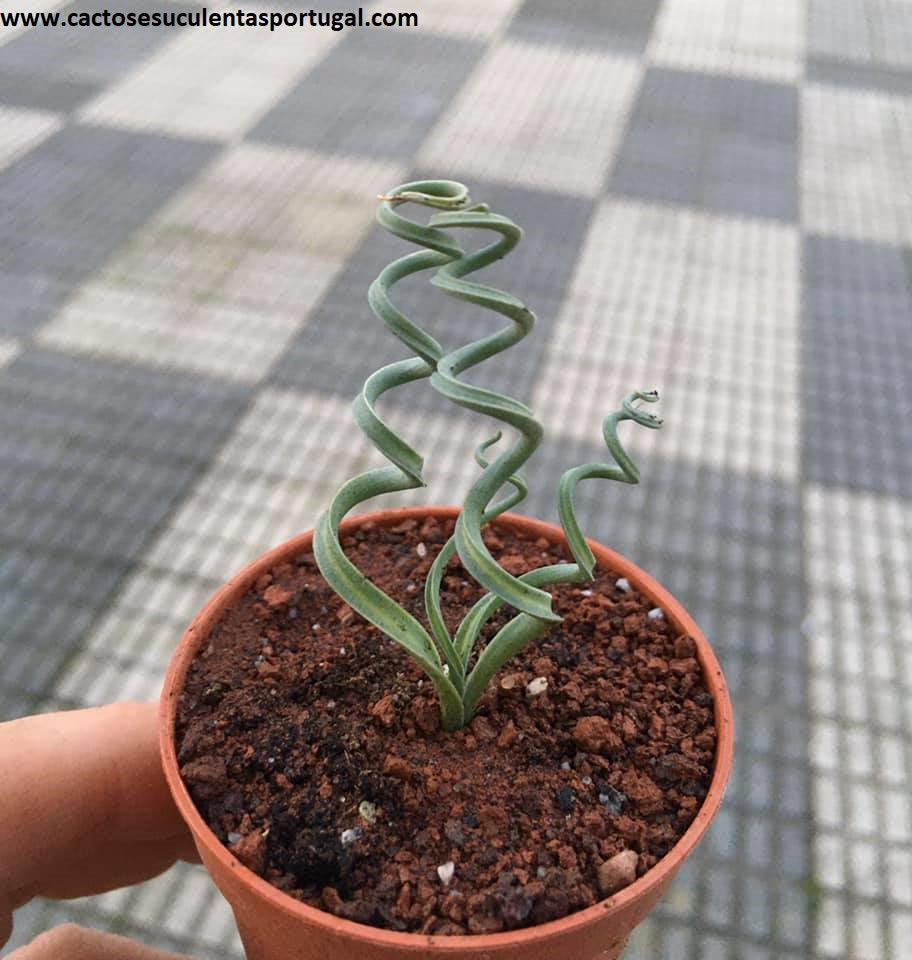 Albuca Latifolia