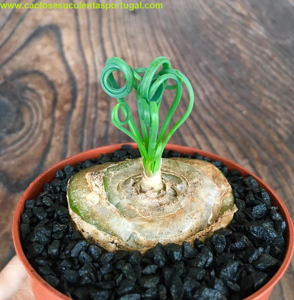 Albuca spiralis 'Frizzle Sizzle'