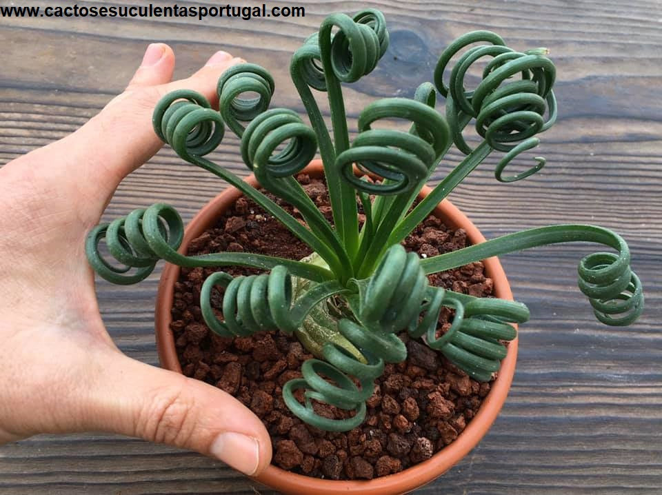 Albuca spiralis Frizzle Sizzle 