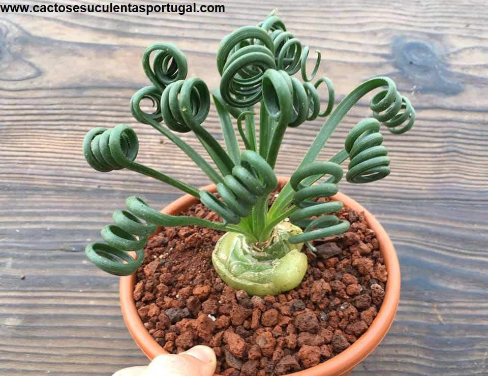 Albuca spiralis Frizzle Sizzle 
