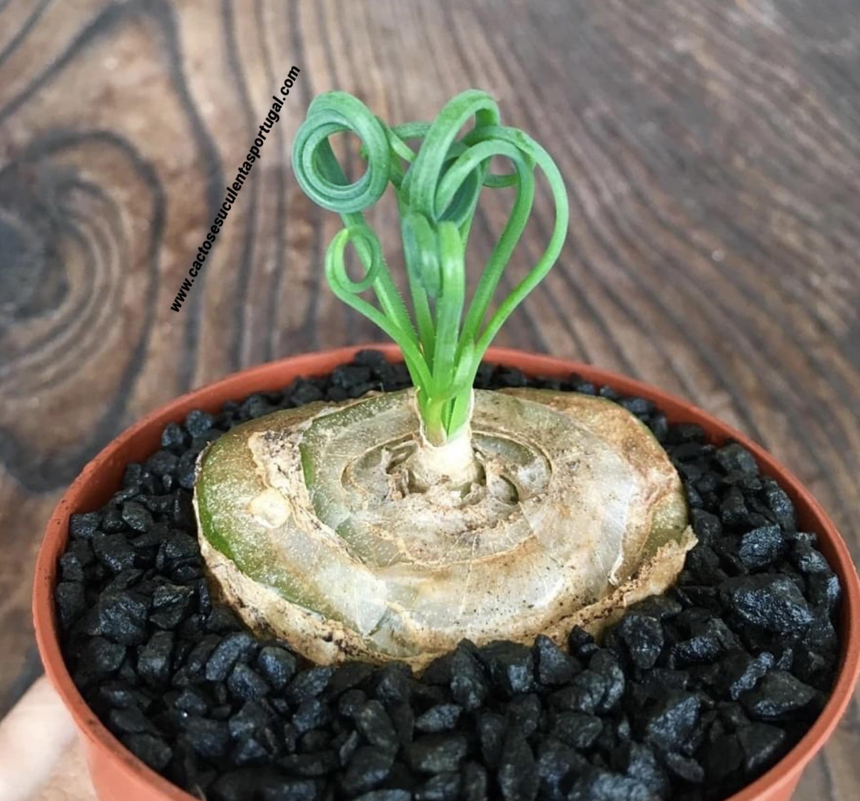 Albuca spiralis 'Frizzle Sizzle'
