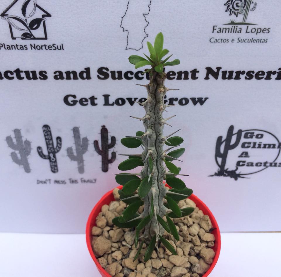 Alluaudia procera