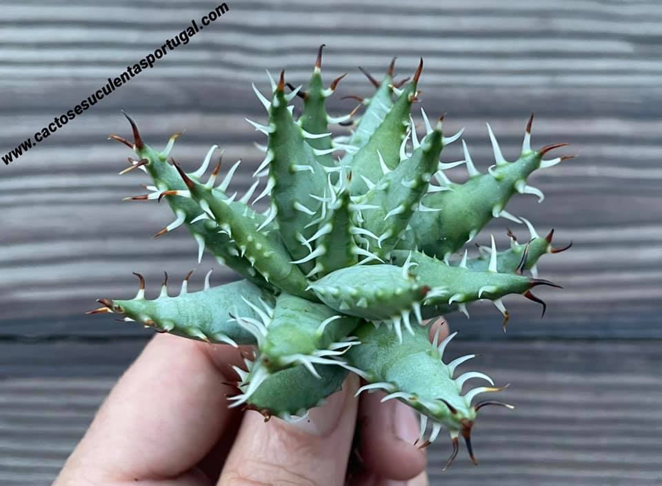 Aloe erinacea