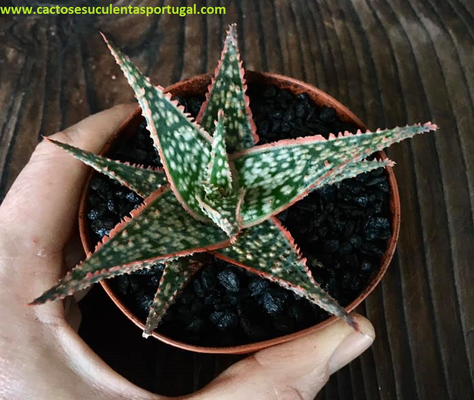 Aloe Christmas Carol