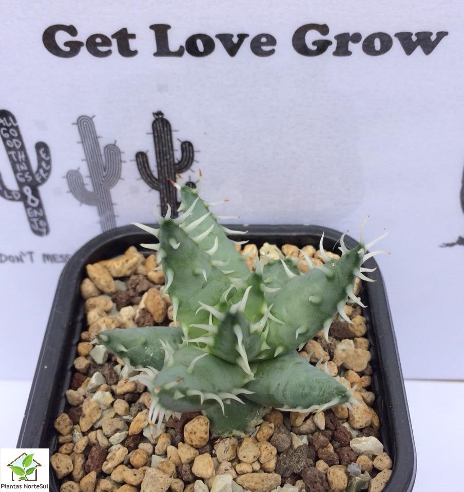 Aloe Erinacea