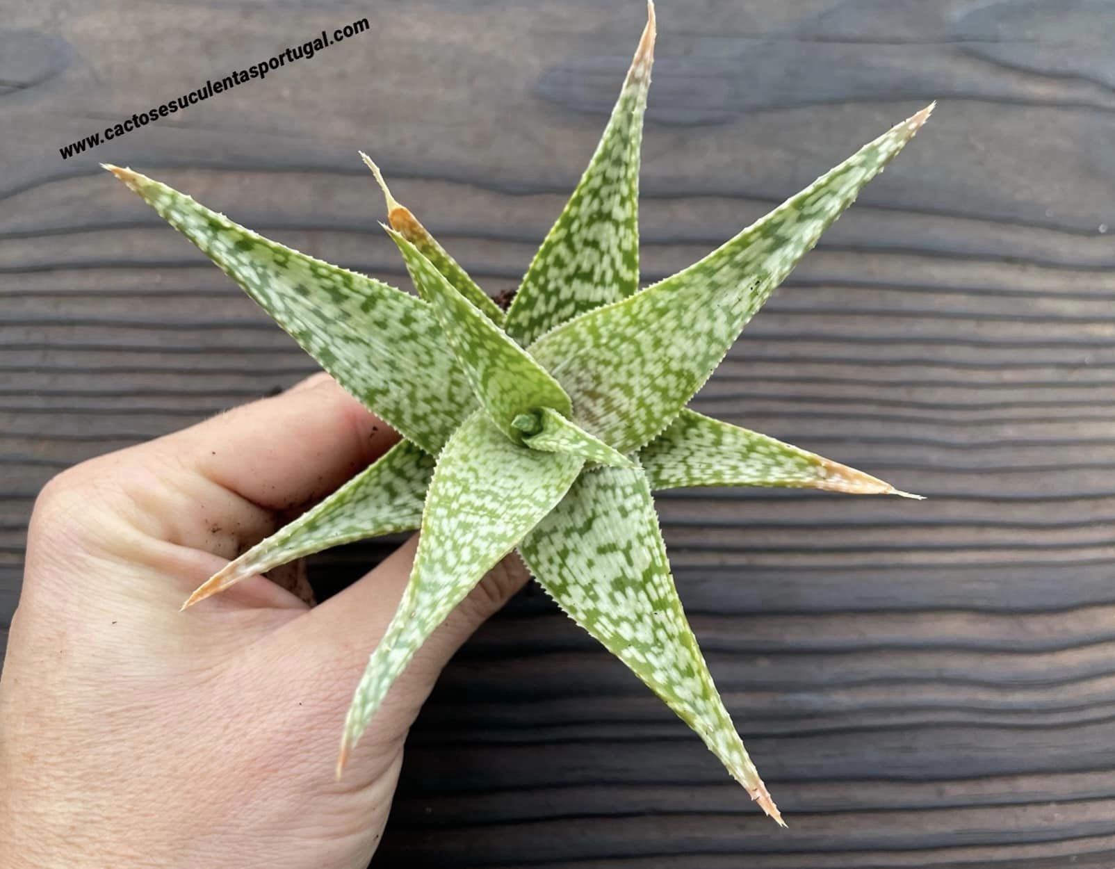 Aloe ‘Helza Valerie’
