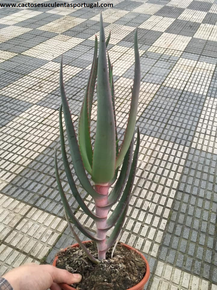 Aloe Microstigma