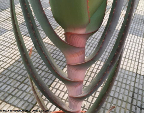 Aloe Microstigma