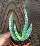 Aloe Microstigma